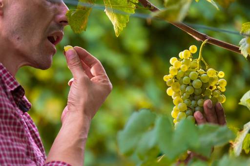 Visite in cantina e degustazioni - sicilian-wine-tour_511_0_1