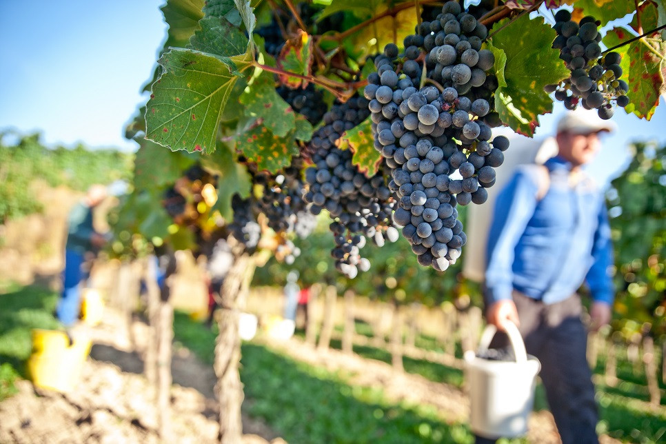 Visite in cantina e degustazioni Richiedi info