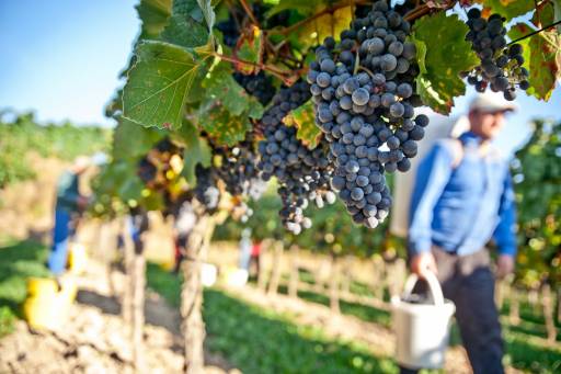 Visite in cantina e degustazioni