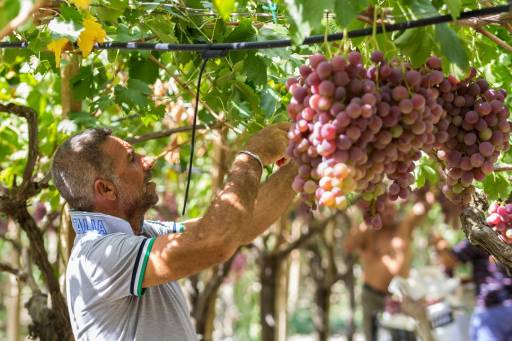 Wine tasting and vineyard visits - winery-tour-sicily_198_0_1