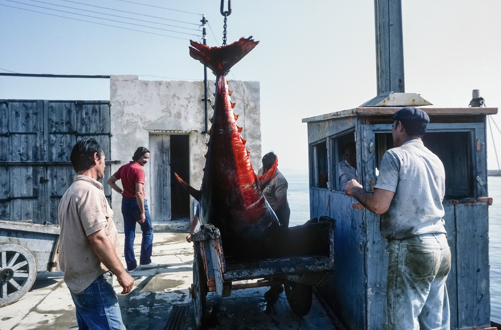 48_mattanza-favignana